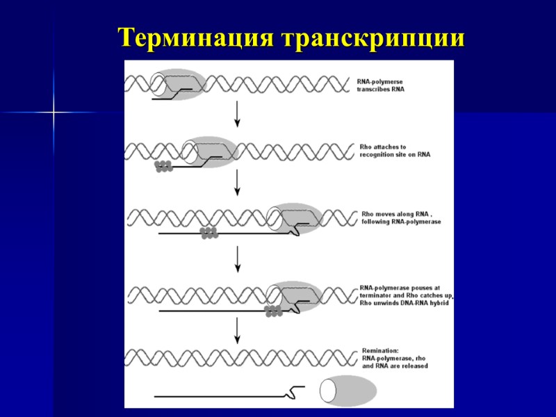 Терминация транскрипции
